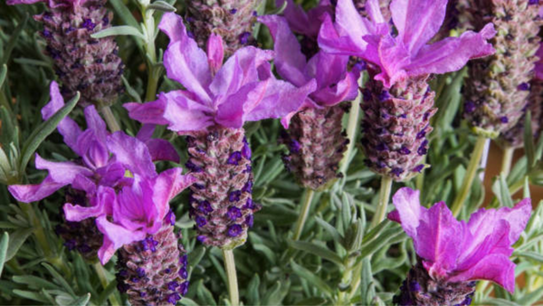 stoechas lavender essential oil antispasmodic properties