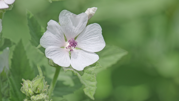 plante de guimauve