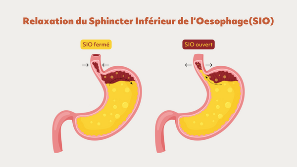 relaxation du sphincter inférieur de l'oesophage