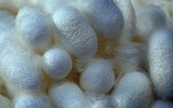 Cocon de ver à soie