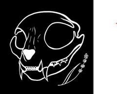 A drawing of a cat skull with a black background and white linework.