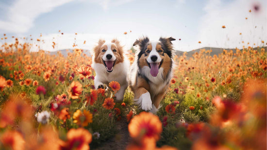 environmental enrichment for dogs 