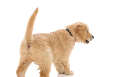 Why do dogs wag their tails