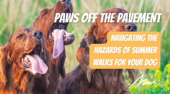 Summer Dog Walking: 5 Hazards of Summer Dog Walks