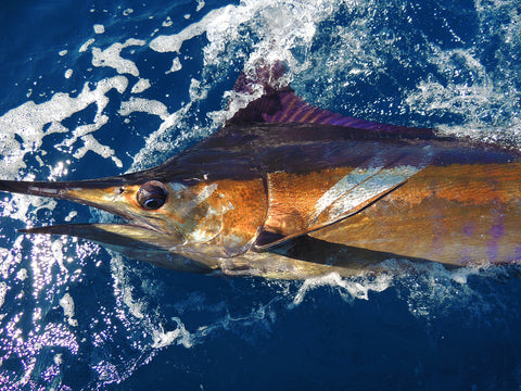 Blue Marlin Fishing: How & Where To Catch This Trophy – Huk Gear