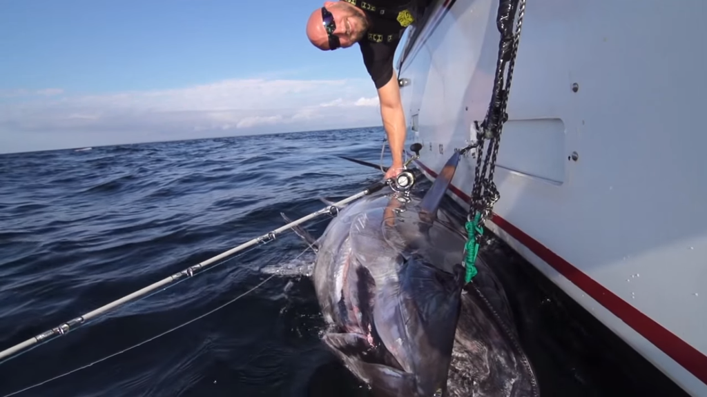 Torture Test: Bluefin Tuna Fishing With A Stella Spinning Reel