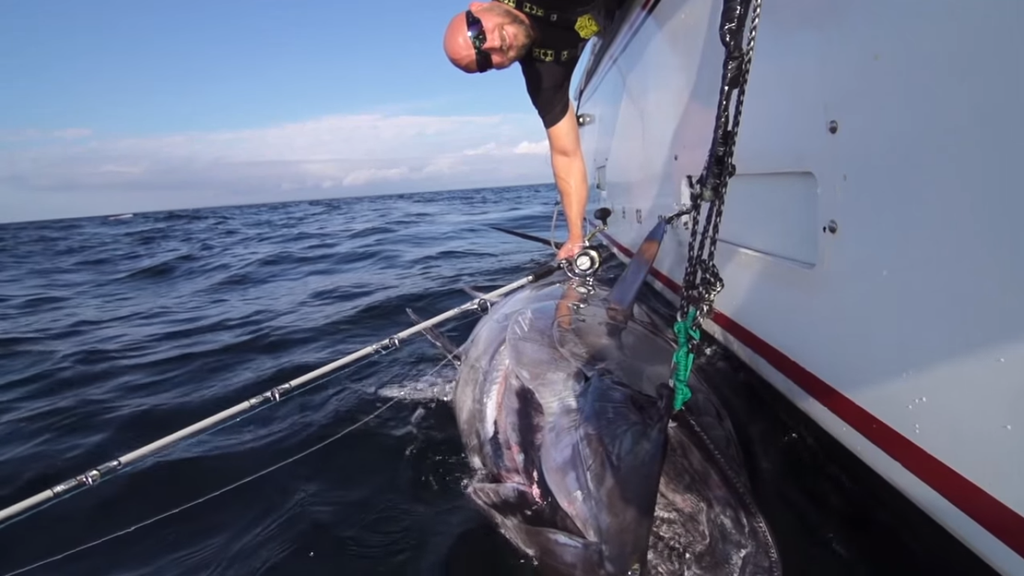 Torture Test: Bluefin Tuna Fishing With A Stella Spinning Reel – Huk Gear