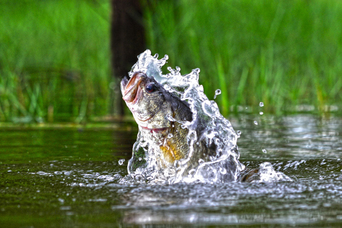 How to Catch Bass on Swimbaits Through the Spring - Game & Fish