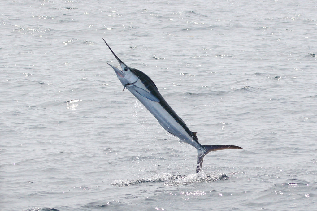 White Marlin Fishing Tips, Techniques & Gear