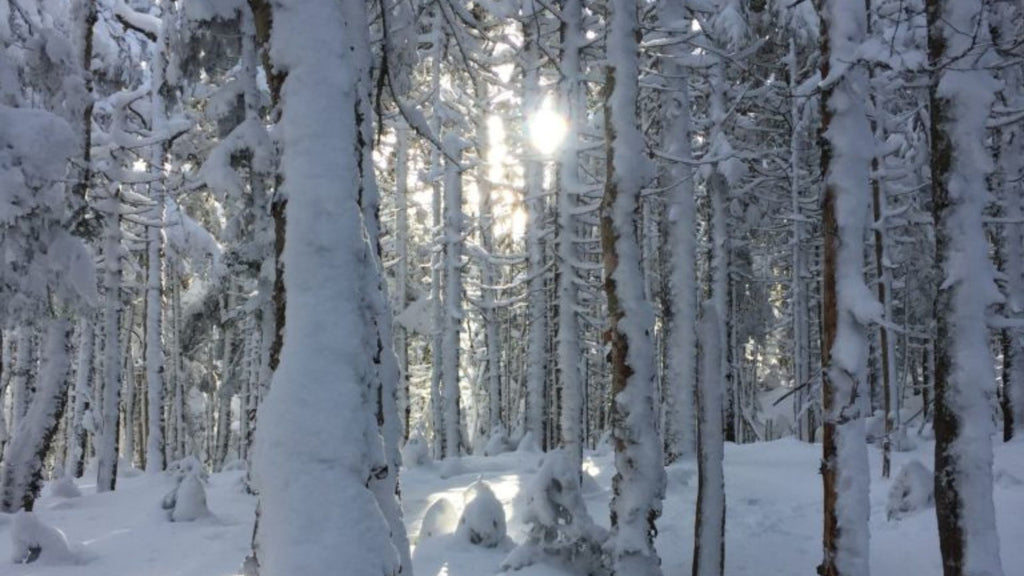 Snowy Trail