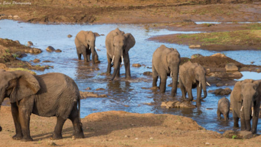 Group of elephants in water