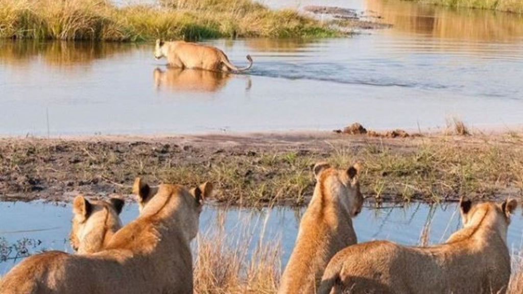 Lions in water