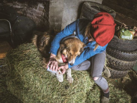 Treating dog's injured paw on hay next to tires and medical kit