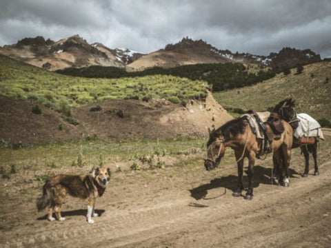 Dog and horse outside