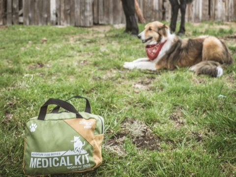 Adventure Dog Kit and dog in background