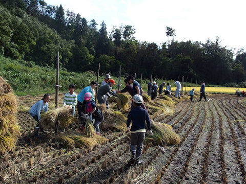 agricultural-experience-3