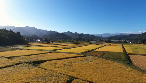 takahata_rice_field