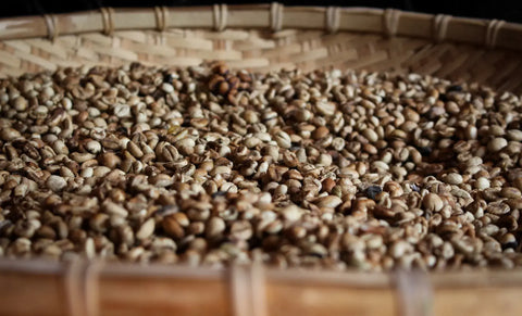 Fully washed coffee beans drying