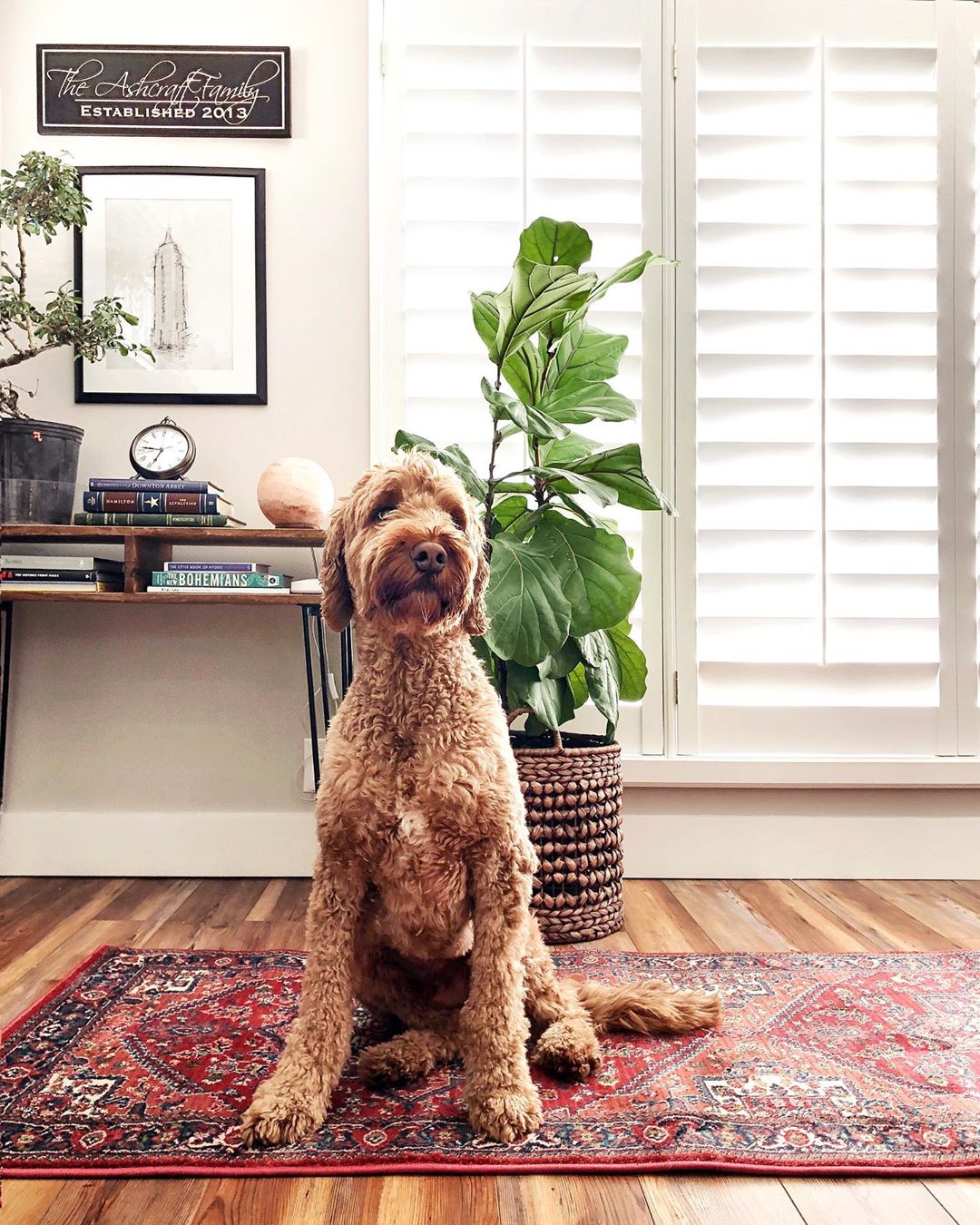 The Best Rug Materials in a Home with Pets in Asheville, NC
