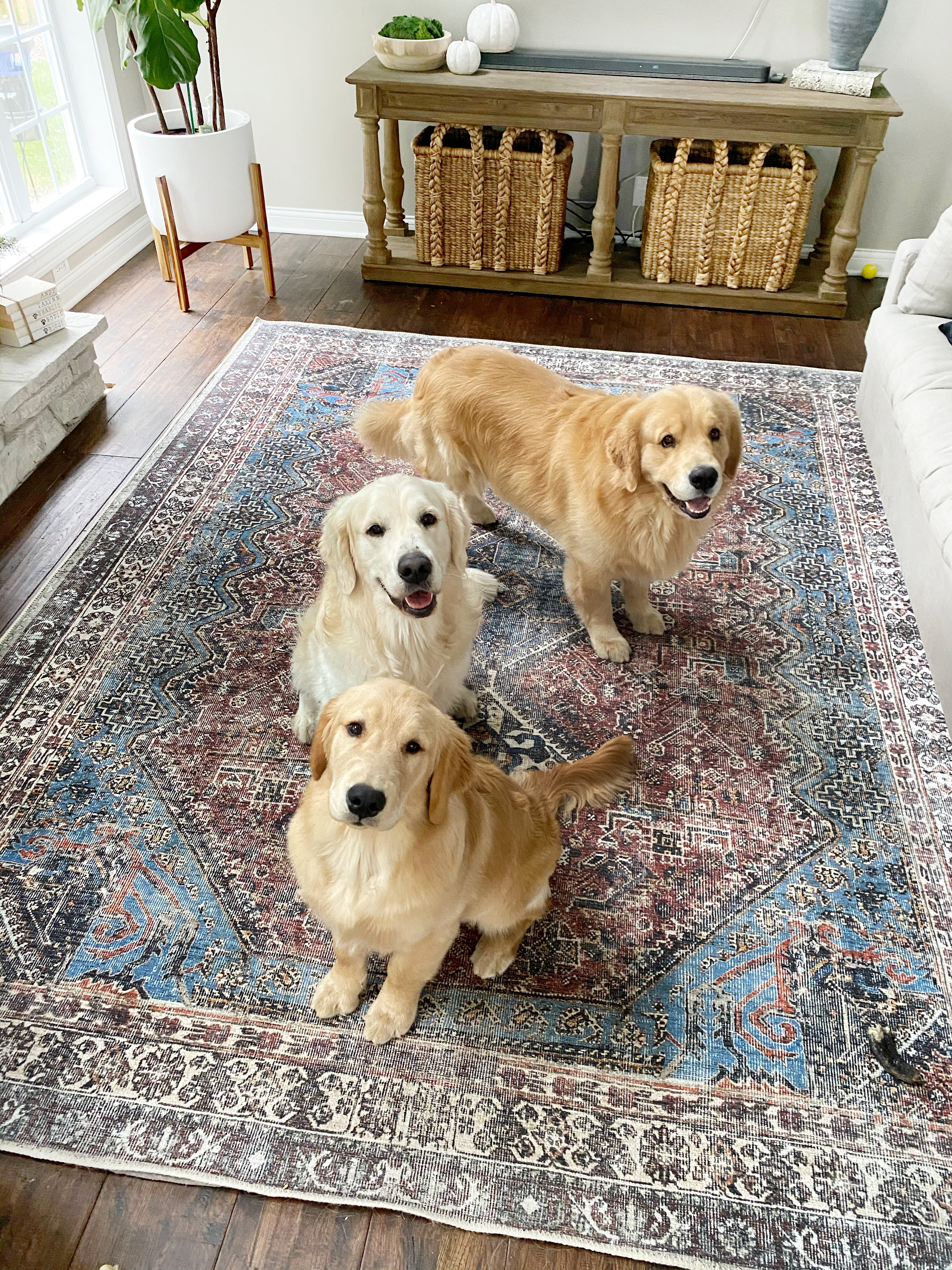 The Best Rug Materials in a Home with Pets in Asheville, NC