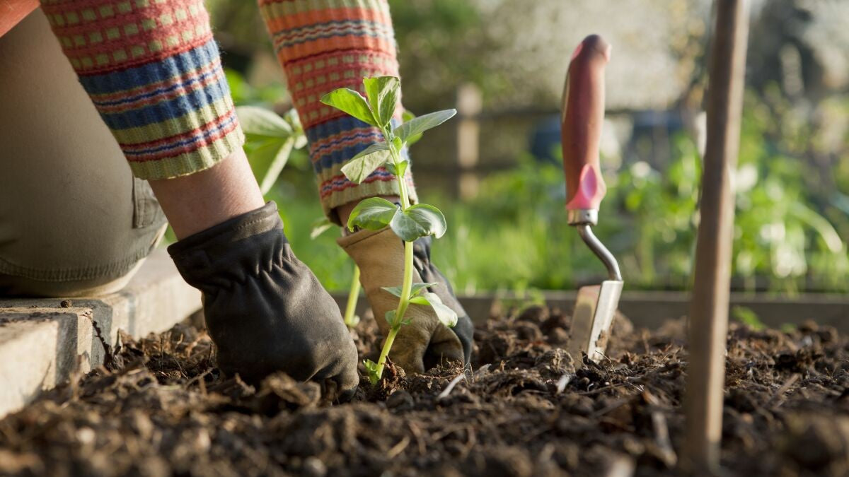 Sustainable Gardening Tools and Supplies