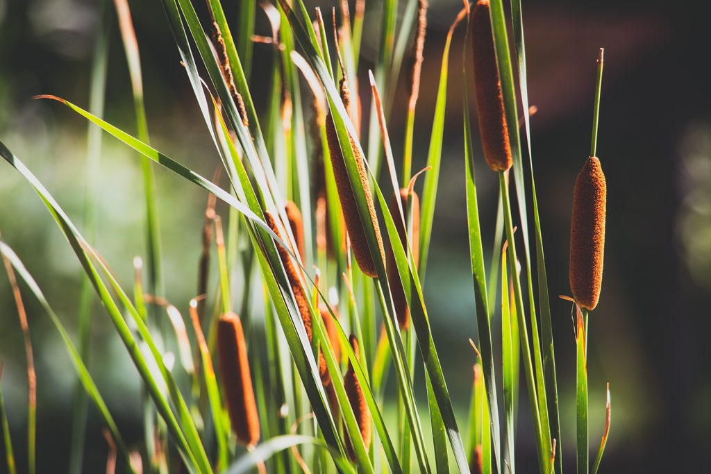 A patch of cattail shoots