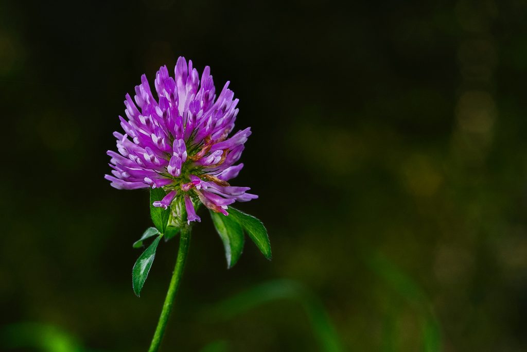 A clover flower and shoot