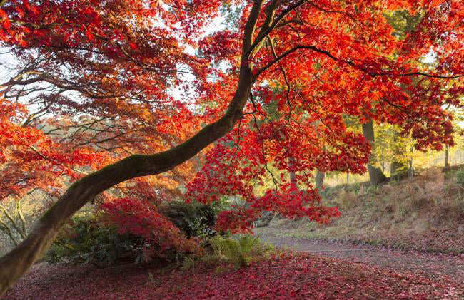 Fiery colours in Epping Forest during Autumn