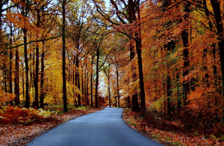 Beautiful colours in the Forest of Dean