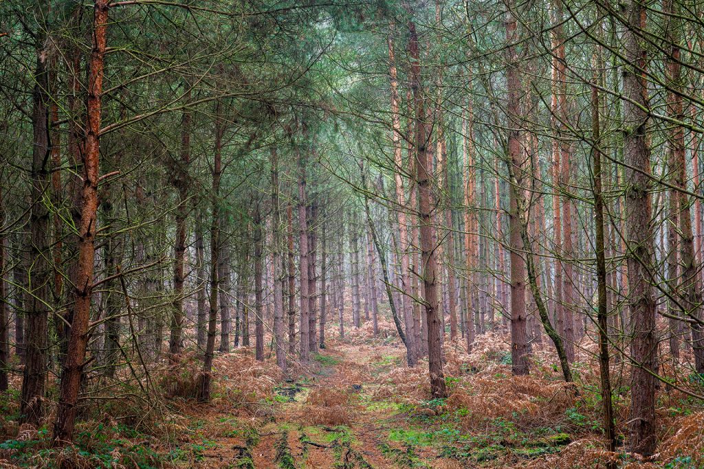 A golden carpet slowly forms at Sherwood Pines