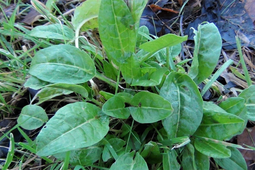 Common sorrel