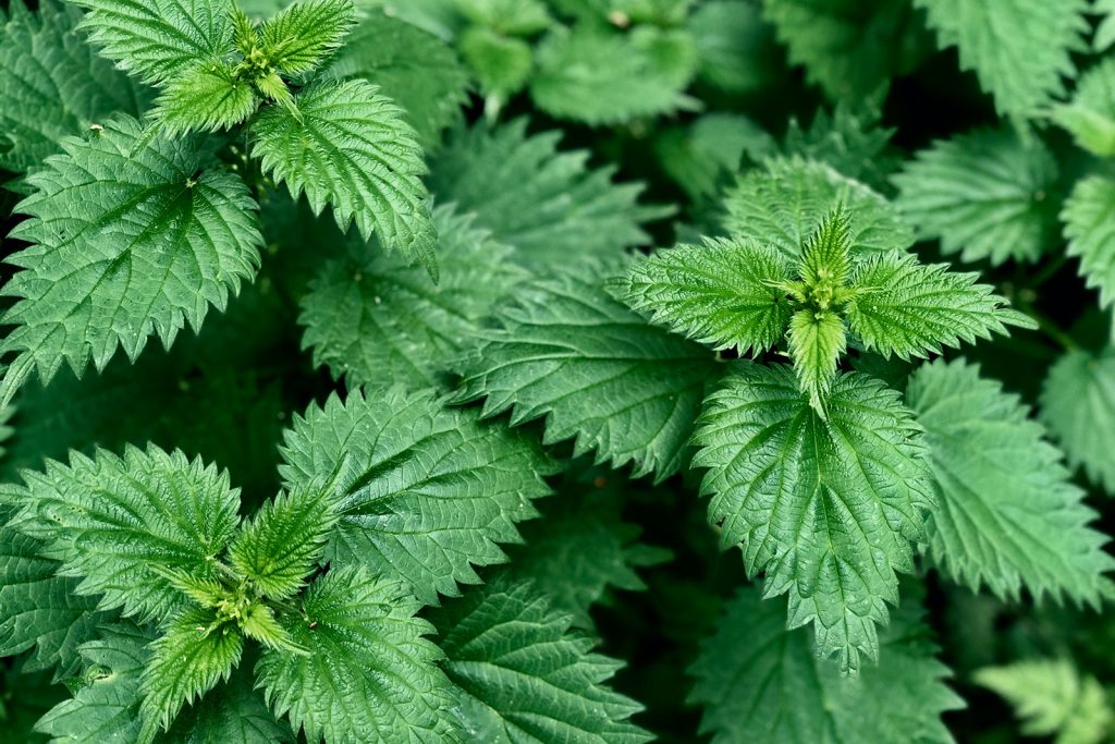A patch of common stinging nettles