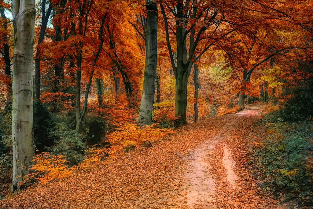 Walking trails are littered with carpets of fallen leaves