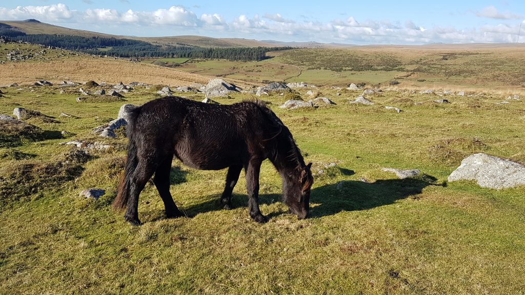 Wild ponies in Dartmoor National Park