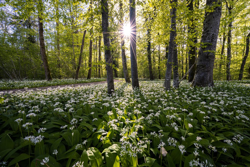 A forest meadow of wild garlic