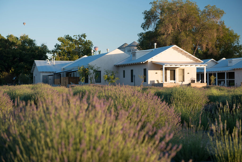 Los Poblanos organic lavender fields