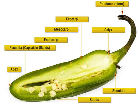 Anatomy of a jalapeño