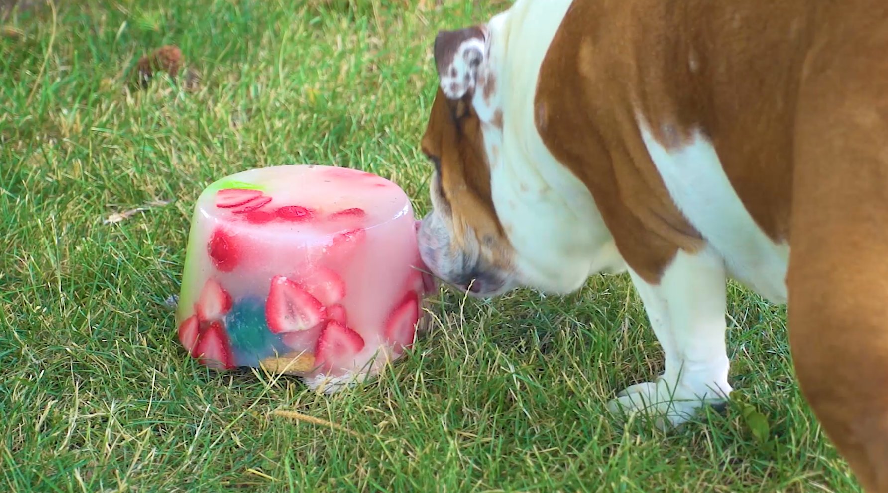 DIY Ice Lick Recipe For Dogs