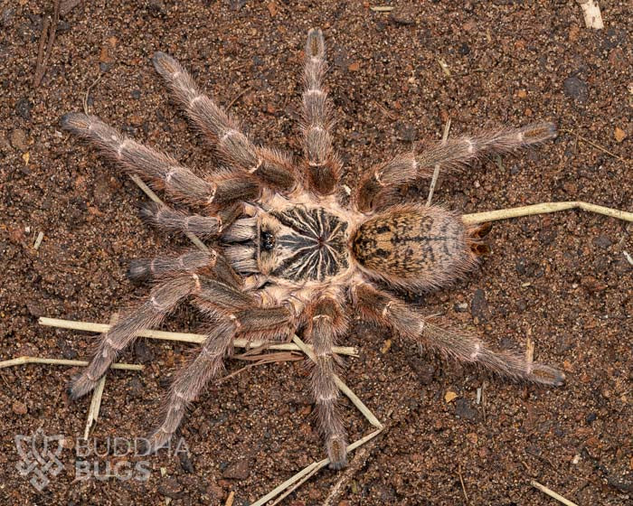 Pterinochilus murinus 'TCF' (Usambara baboon tarantula) 0.75"