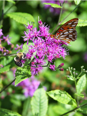Image of a flower with butterfly and bee pollinating