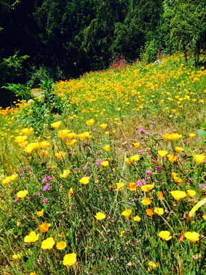 Field of flowers with bees pollinating