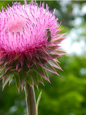 Close-up of a bee pollinating a flower