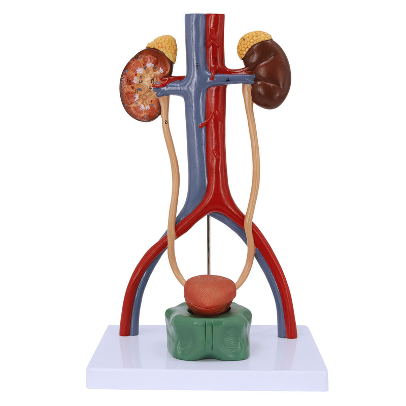 Evotech Scientific Male Urinary System Anatomy Model