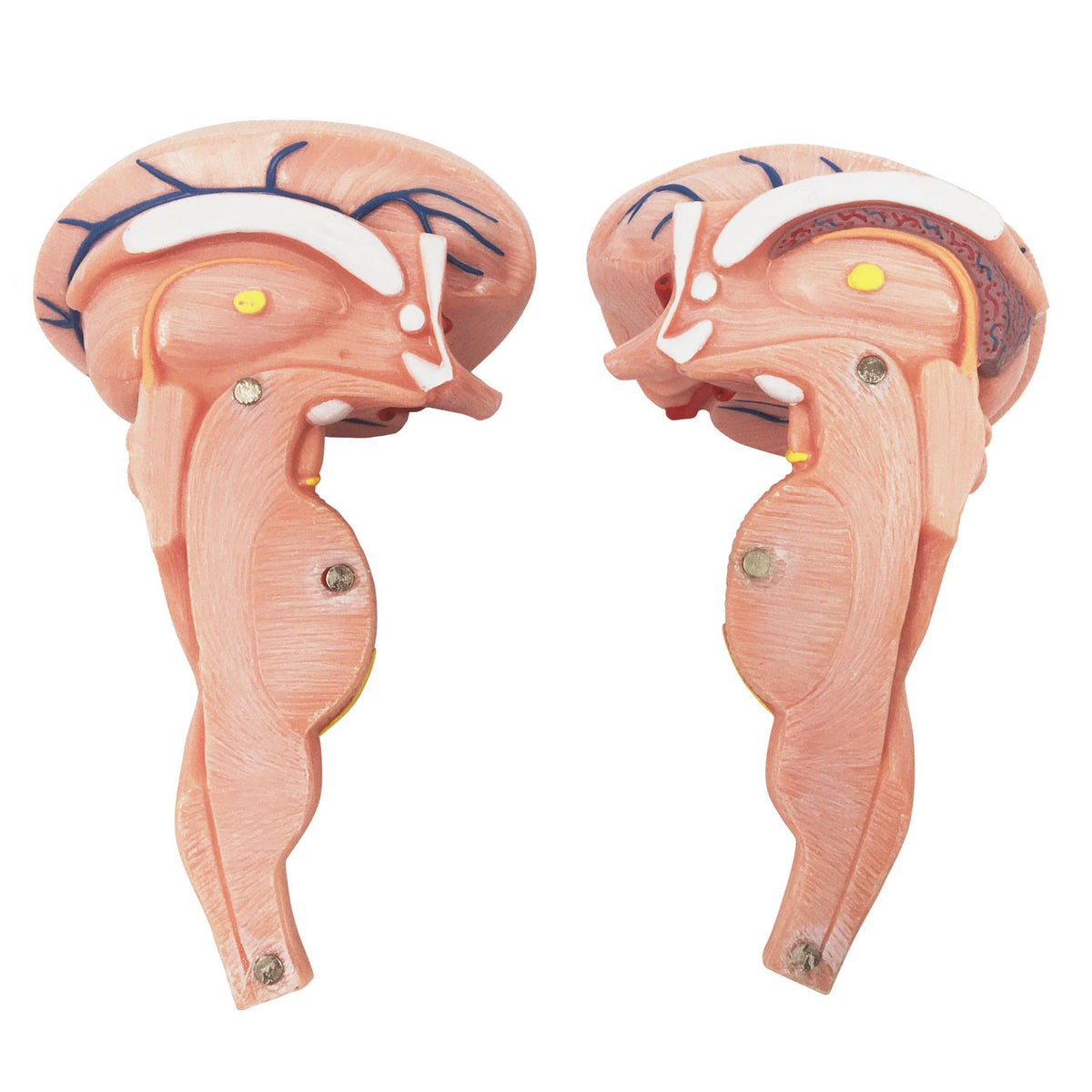 Evotech Scientific Enlarged Brain Stem Anatomy Model 2 Parts 7204