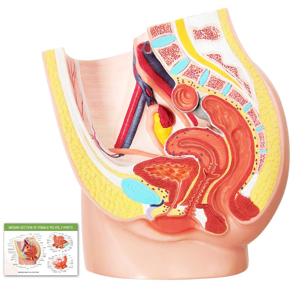 Medical Anatomical Female Pelvis Model with Removable Organs, 6-part, Life  Size : : Health & Personal Care