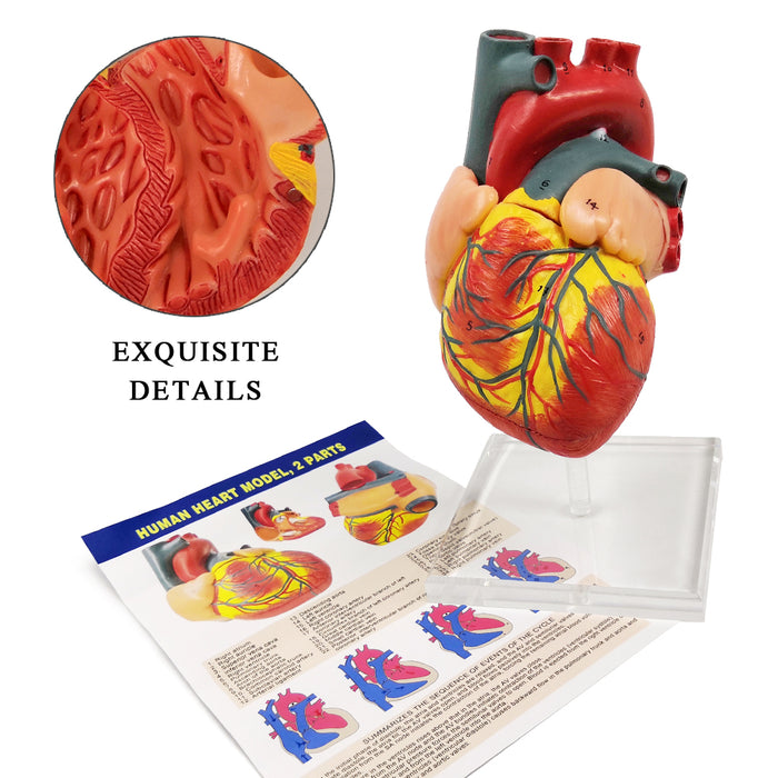 Evotech Scientific 2 Part Deluxe Life Size Human Heart Anatomy Model W — 