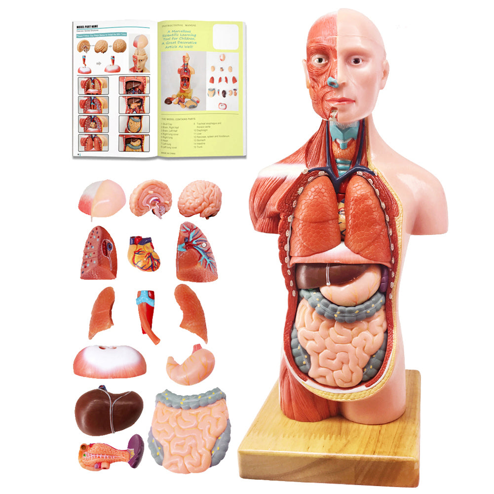 Evotech Scientific 85 cm Muscular Figure W/ Internal Organs, 1/2 Life Size,  27 Parts