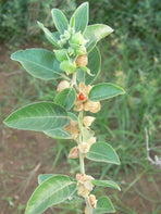 ashwagandha-plant-price-rs-1-plant.jpg__PID:5b561a1a-5c07-4b5e-aa60-d8eab7c9a1dd