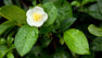 camellia-sinensis-1296x728-header.jpg.webp__PID:20005af5-77cd-4a22-877b-f330dad3b8f5