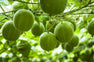 monk-fruit.jpg__PID:ee3976bc-2000-4af5-b7cd-8a22c77bf330